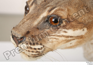 Asian golden cat Catopuma Temminckii eye nose 0001.jpg